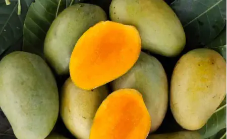 আম্রপলি আম কেন খাব?