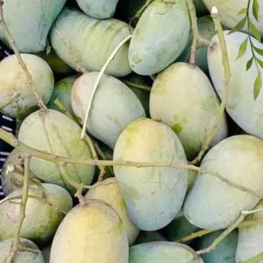 রাজশাহীর বিখ্যাত আম্...