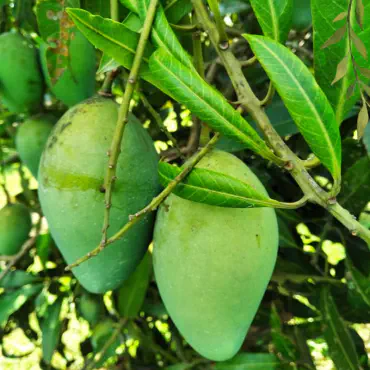 রাজশাহীর বিখ্যাত আম্...