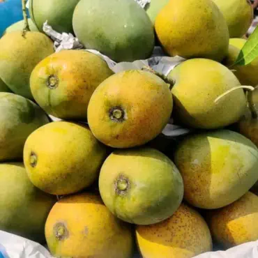 চাঁপাইনবাবগঞ্জের গোপ...