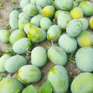চাঁপাইনবাবগঞ্জের গোপ...