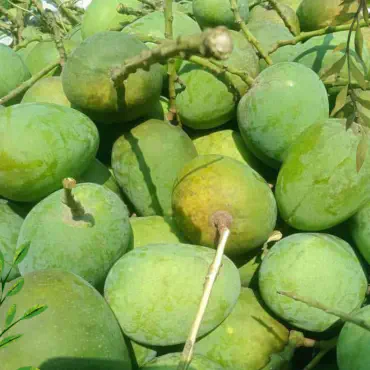 চাঁপাইনবাবগঞ্জের সুম...