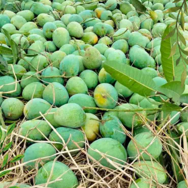 রাজশাহীর বিখ্যাত হিম...