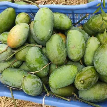 নাগ ফজলি আম...