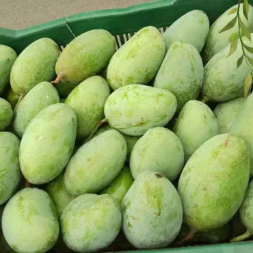 নওগাঁর বিখ্যাত  নাগ ...