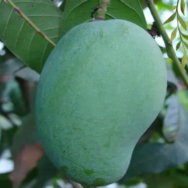 কিষান ভোগ আম...