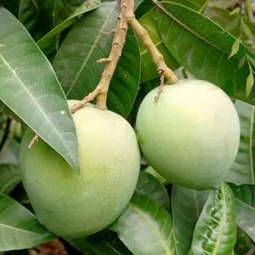 হাড়িভাঙ্গা আম...