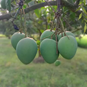 হাড়িভাঙ্গা আম...