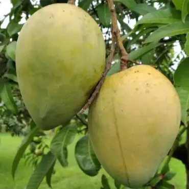 মোহনভোগ আম ...