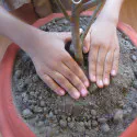 Green Easy Soil (রেডিমিক্স মাটি)