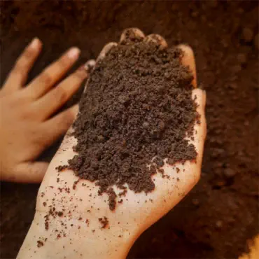 Vermicompost (কেঁচো ...