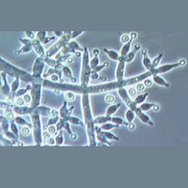 Trichoiderma Powder...