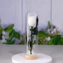 Real Natural Rose Preserved Stick Glass Tube
