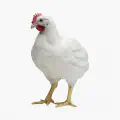Broiler Chicken...