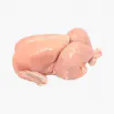 Broiler Chicken
