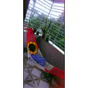 দুইপাশে কাঠি যুক্ত দোলনা /dolna 
