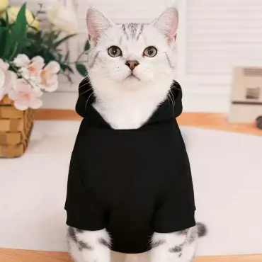 Winter Stylish Cats ...